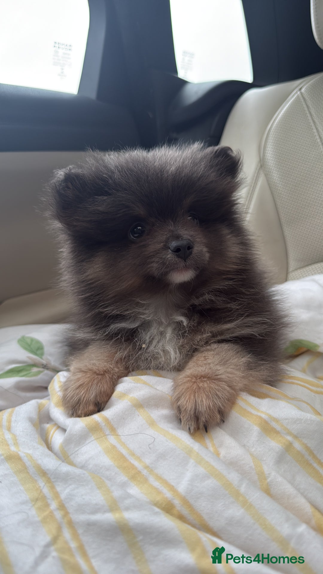 Pomeranian dogs for sale: Blue & tan boy available  - Image 1