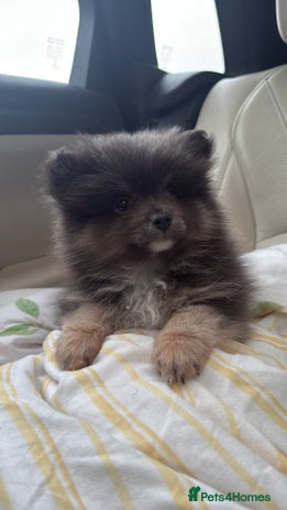 Pomeranian dogs - Advert 1
