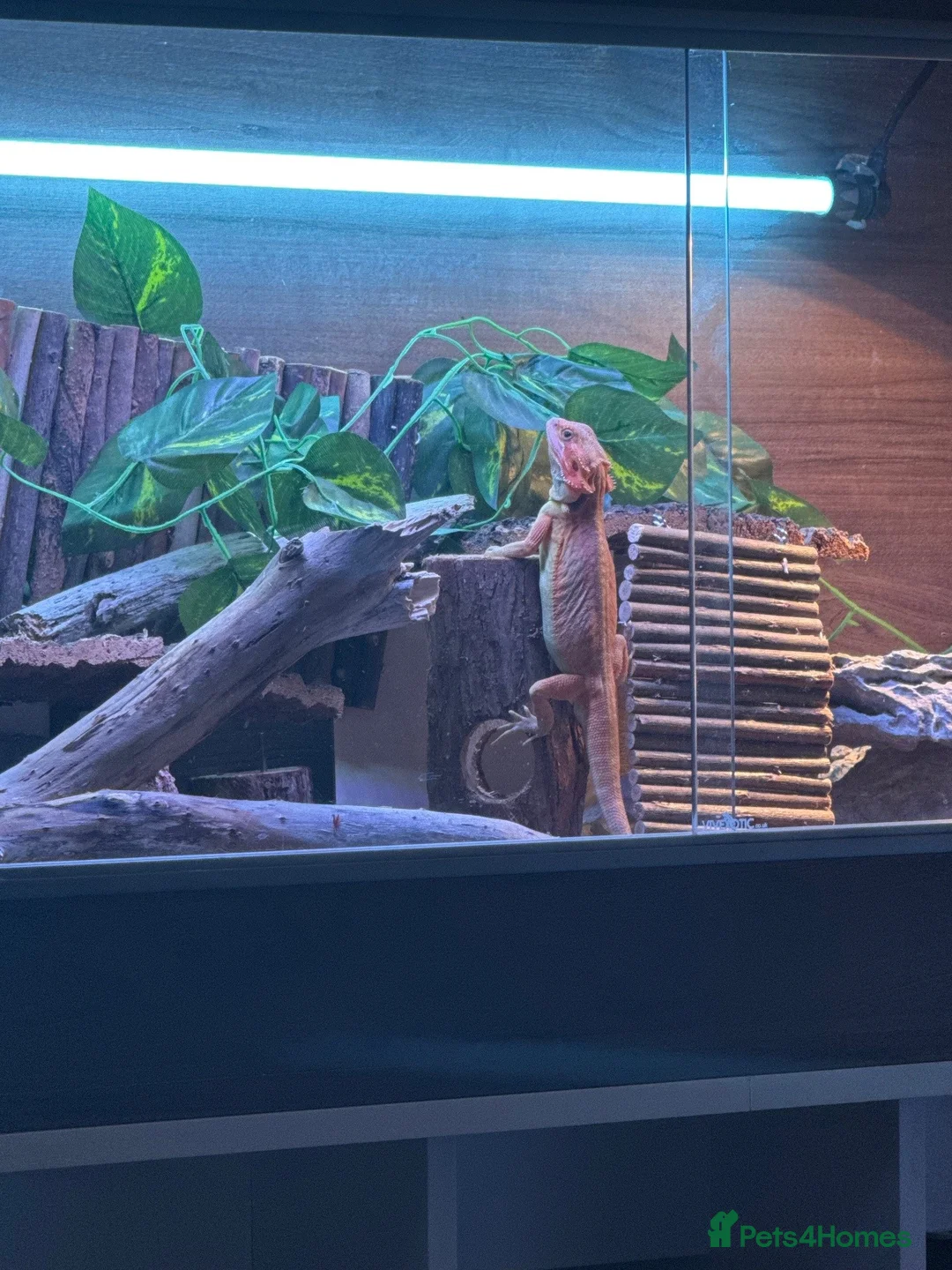 Bearded Dragon reptiles for sale: Bearded Dragon for sale - Advert 5