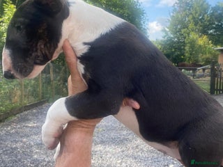 Bull Terrier dogs - Advert 9
