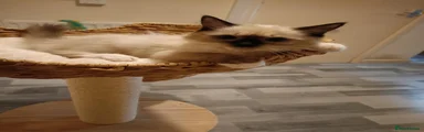 Skay Ragdoll 4