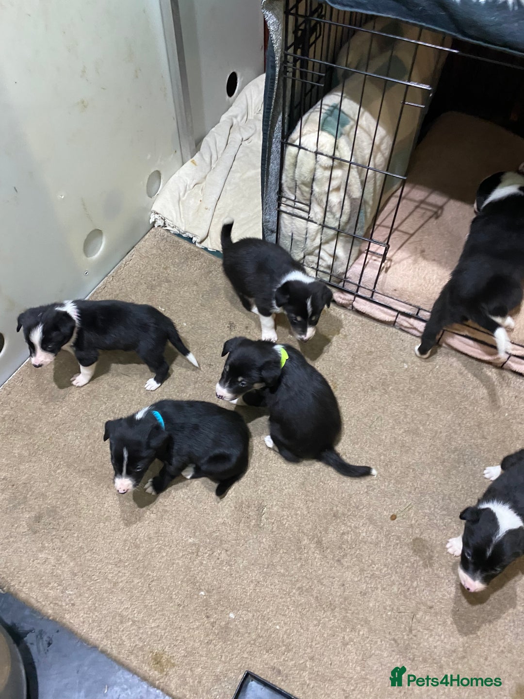 Border Collie dogs for sale: Beautiful border collie pups  - Advert 7