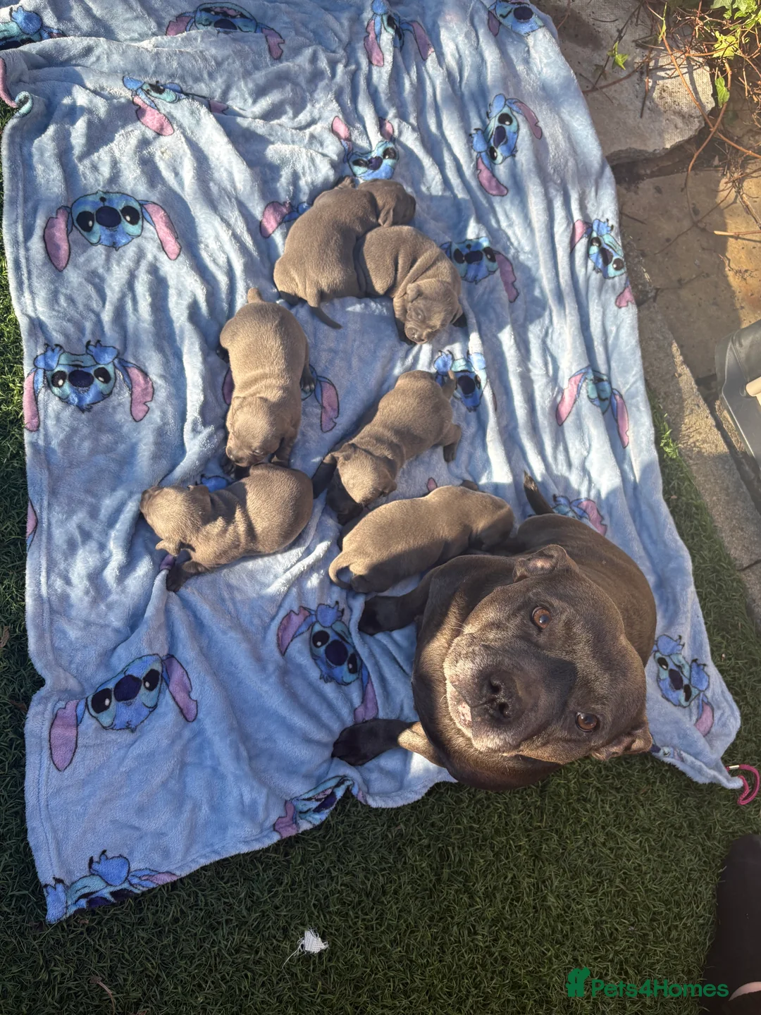 Staffordshire Bull Terrier dogs for sale: 6 blue Staffordshire bull terrier  - Advert 11