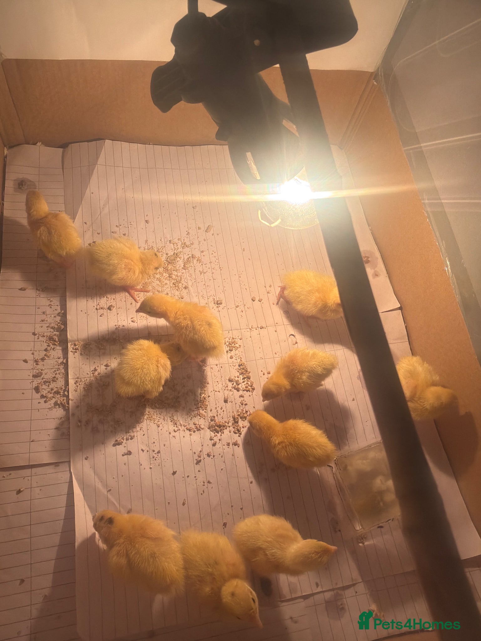 Lories birds Quails - Advert 8