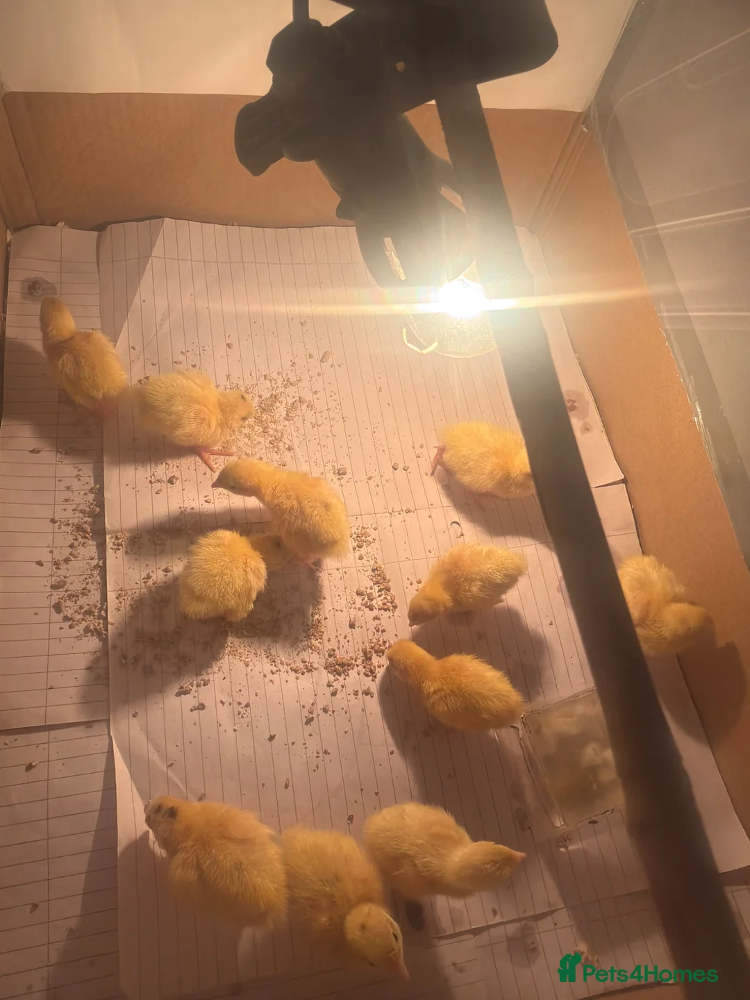Lories birds for sale: Quails - Advert 1