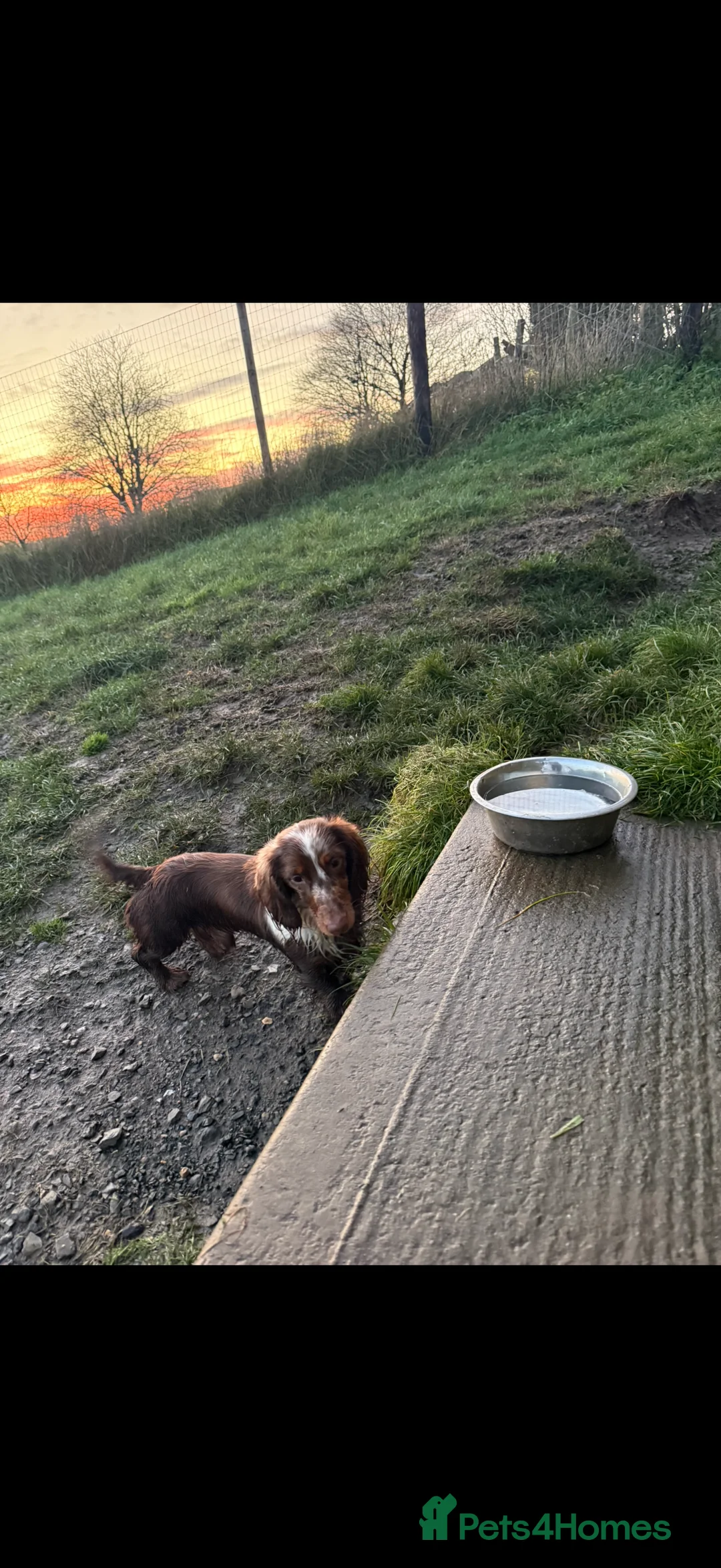 Miniature Dachshund dogs for sale: Mini Daschunds  - Advert 7