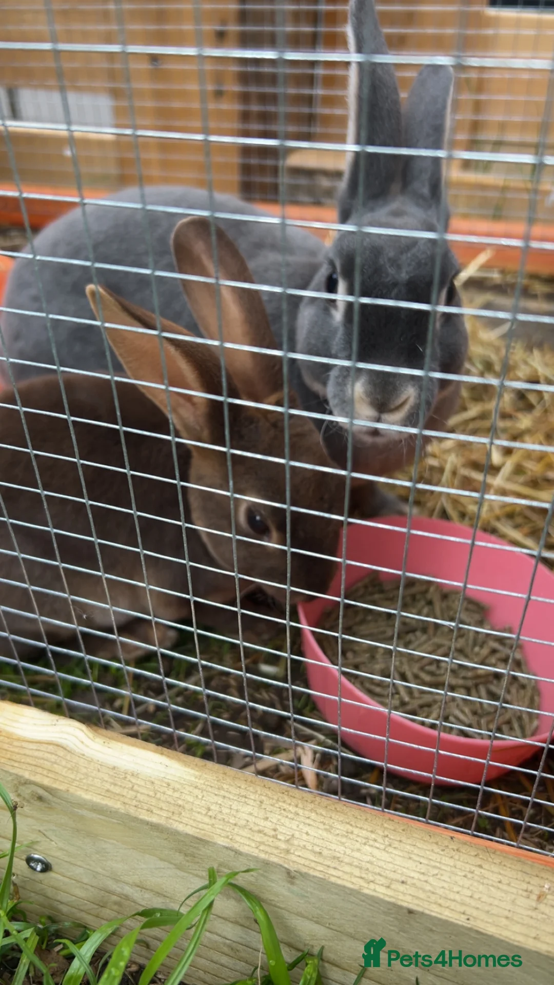 Rex rabbits for sale: Mini Rex bunnies in Dundee - Advert 26