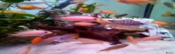 Cichlids fish for sale: African cichlids  - Advert 2