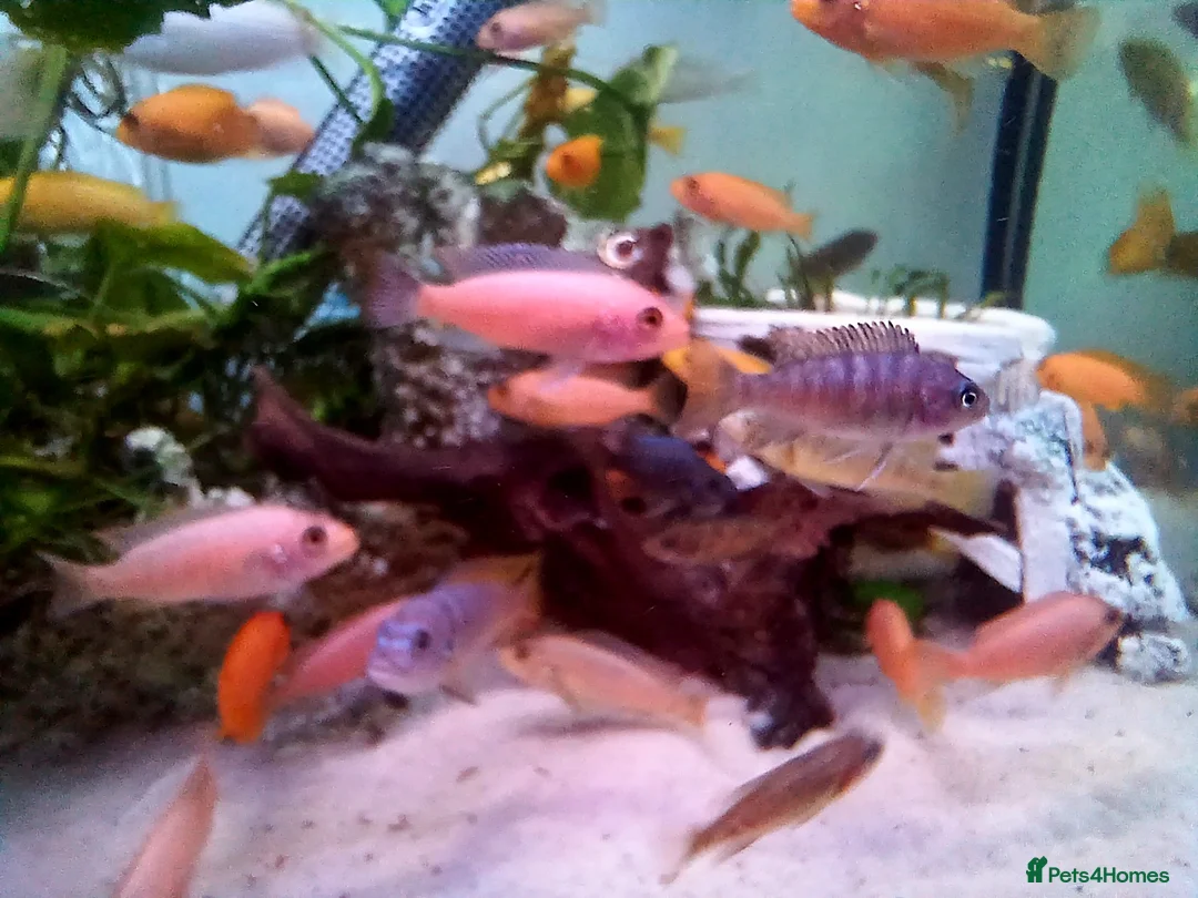Cichlids fish for sale: African cichlids  - Advert 2