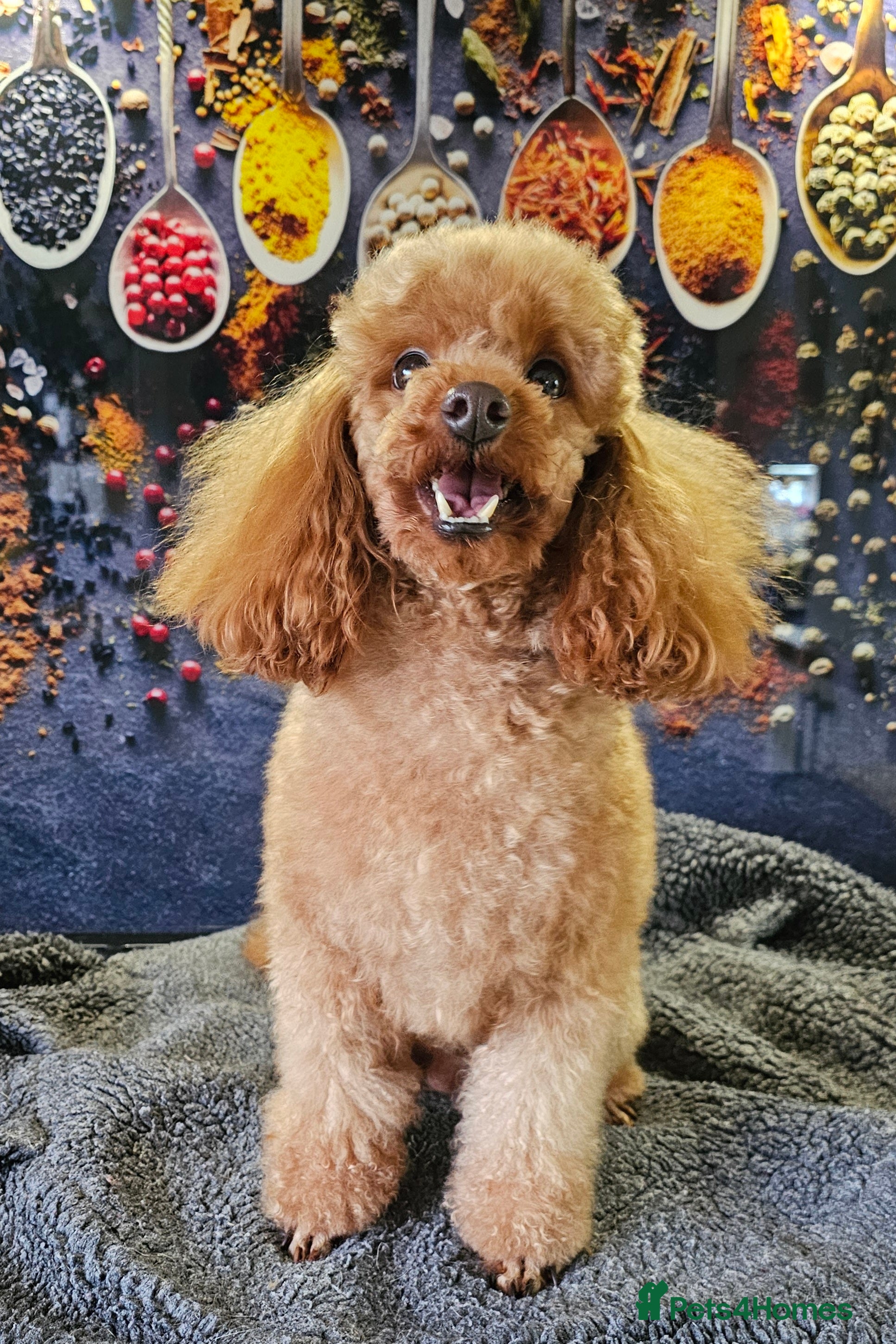 Poodle dogs Stunning Toy Poodle Stud 🐩 in Aberdeen - Advert 2