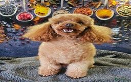 Poodle dogs for stud: Stunning Toy Poodle Stud 🐩 in Aberdeen - Image 1