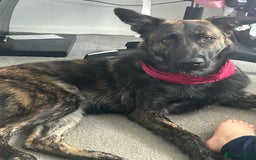 Belgian Shepherd Dog dogs for sale: Rehoming our pup Milo  - Image 8