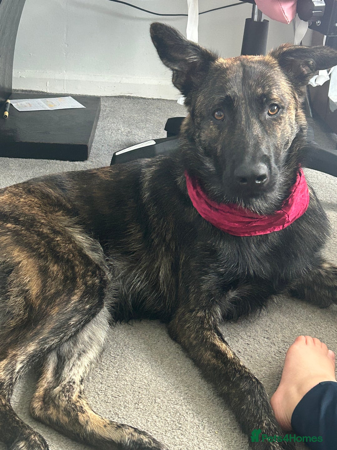 Belgian Shepherd Dog dogs for sale: Rehoming our pup Milo  - Image 8