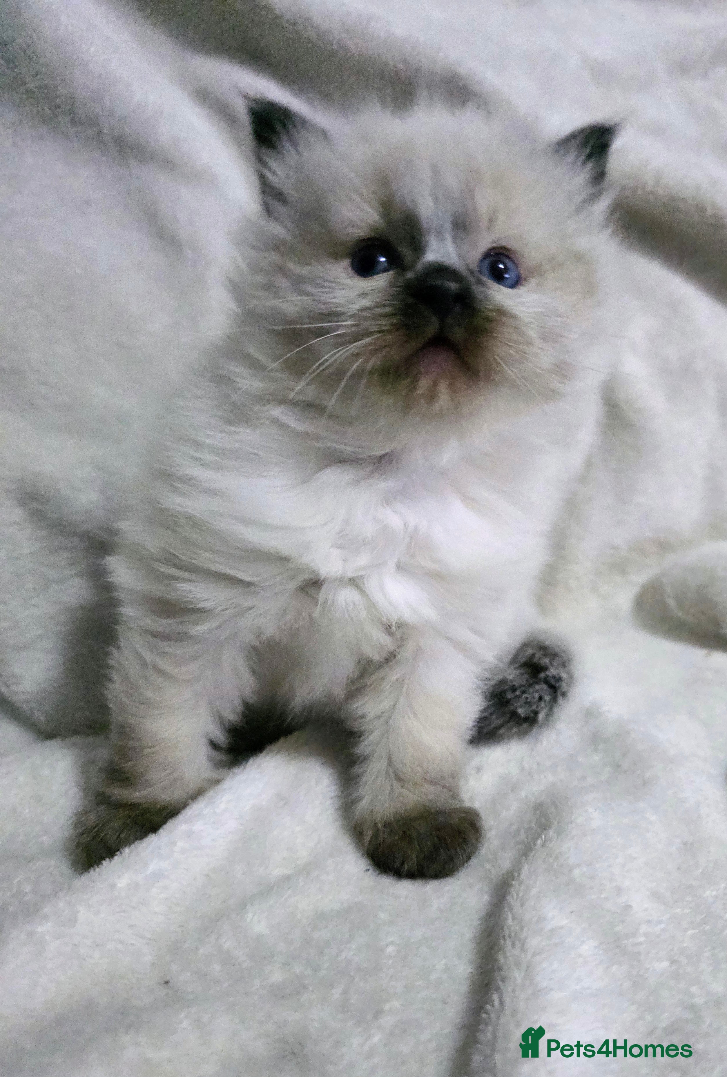 Ragdoll cats Stunning ragdoll kittens - Advert 10