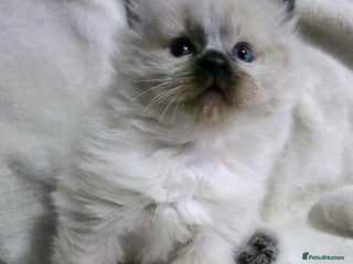 Ragdoll cats Stunning ragdoll kittens - Advert 6