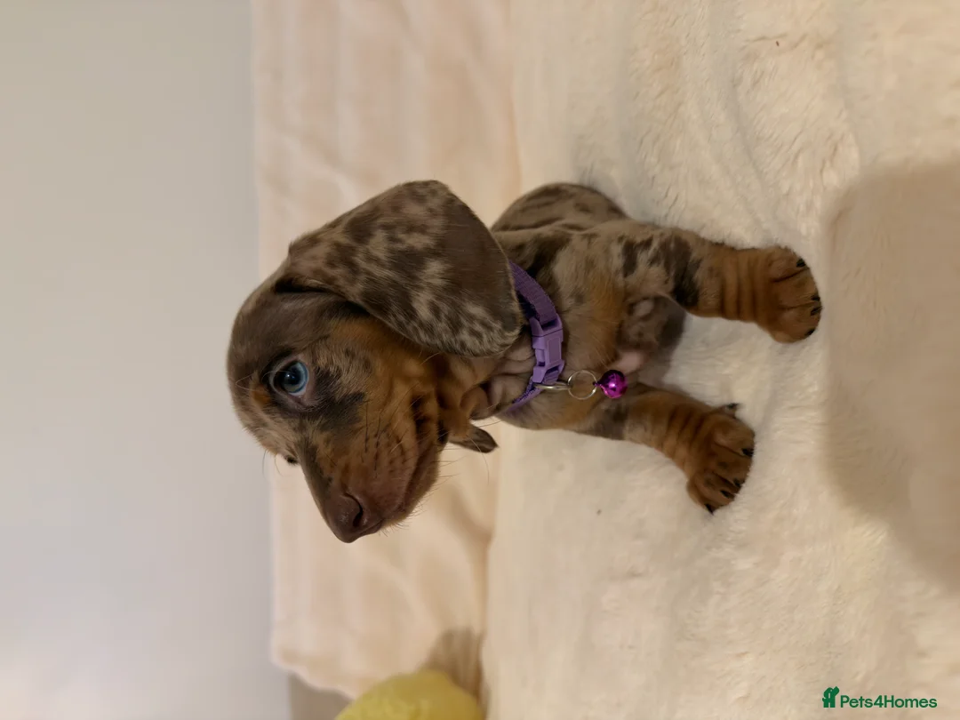 Miniature Dachshund dogs for sale: Adorable Puppies Ready for Loving Homes 🐾 - Advert 1
