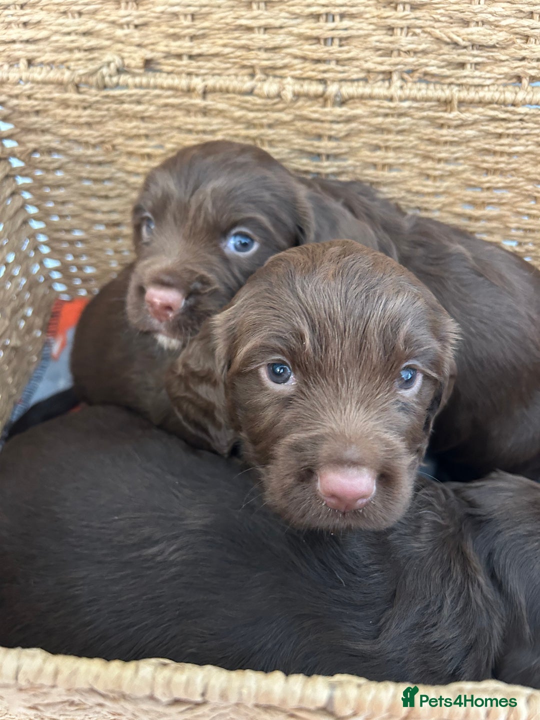 Sprocker dogs for sale: 1 chocolate boy sproker 10 weeks  - Image 9