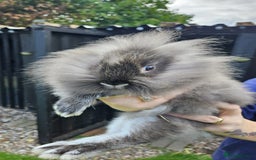 Mini Lop rabbits for sale: 1 female lop and 1 male double mane lion head  - Image 7