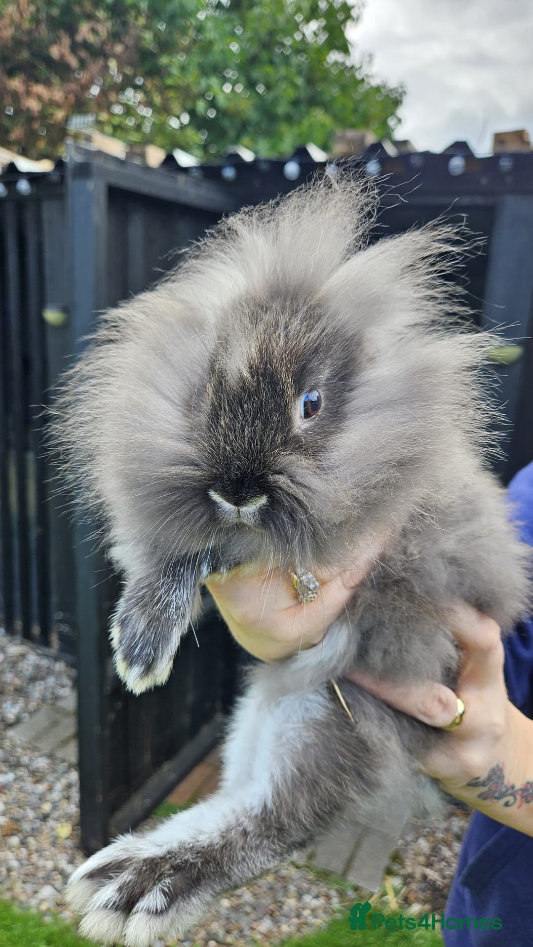 Mini Lop rabbits for sale: 1 female lop and 1 male double mane lion head  - Image 7