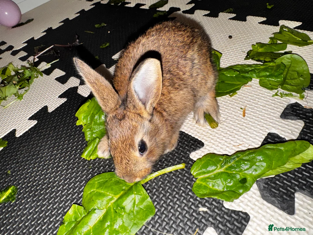 Belgian Hares rabbits for sale: Mixed Belgian hares - Advert 3