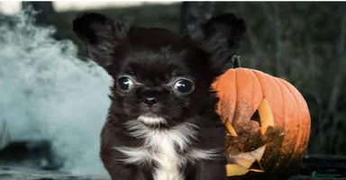 Chihuahua dogs - Advert 8