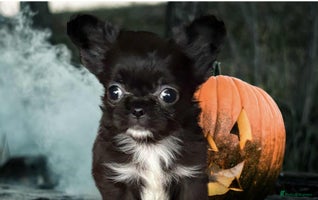 Chihuahua dogs - Advert 8