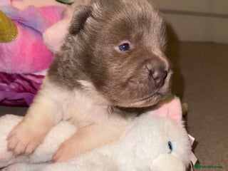 Shar Pei dogs ONLY 3 LEFT. OUTSTANDING KC BEAR & BRUSH PUPS - Advert 3