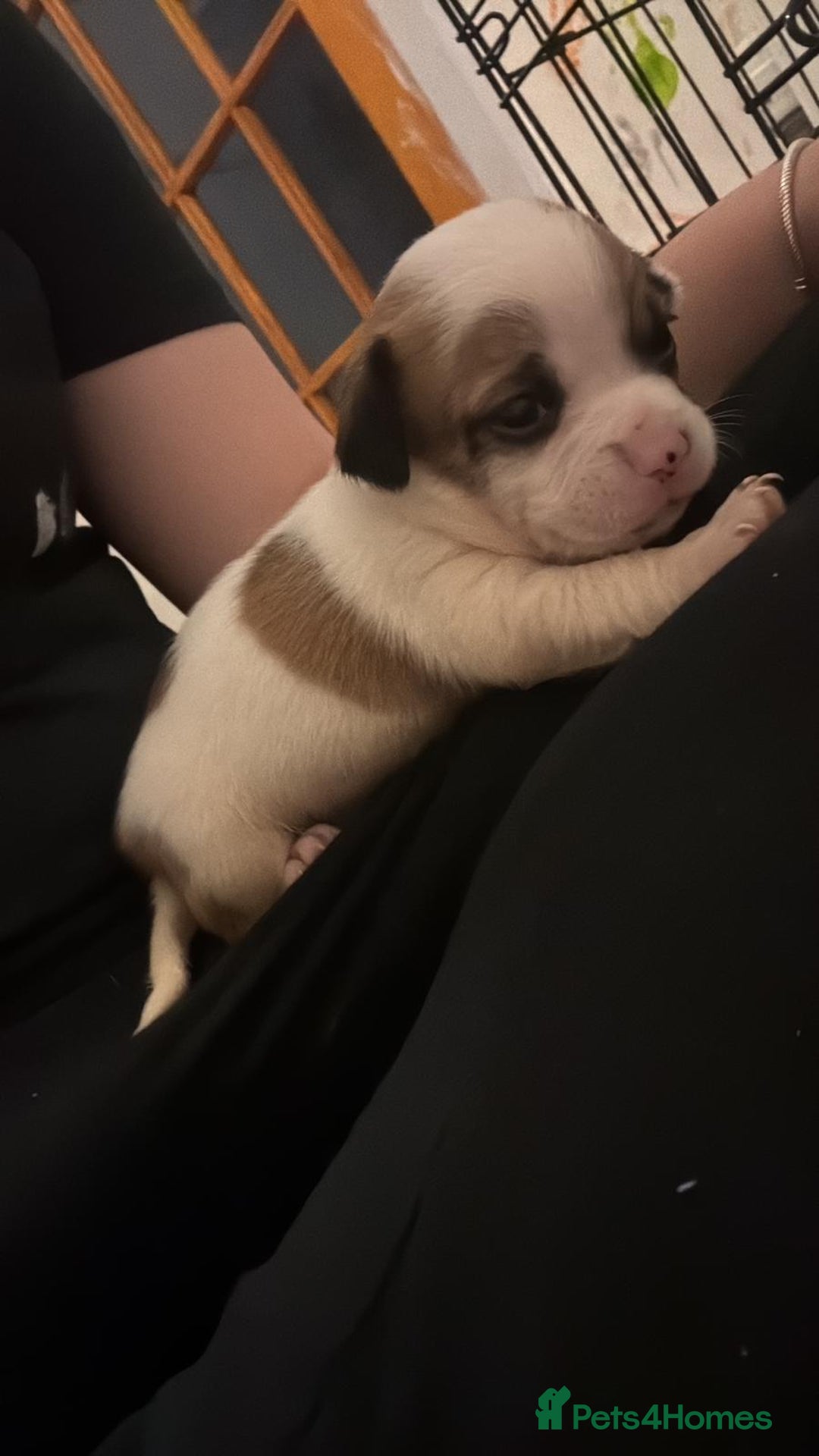 Mixed Breed dogs for sale: 3/4 chihuahua 1/4 jack Russel  - Advert 5