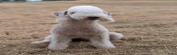 Bedlington Terrier dogs for stud: KC Liver Bedlington Terrier – Available at Stud - Advert 4