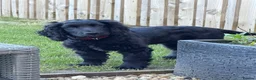 Cocker Spaniel dogs for sale: Jaxon - Advert 2