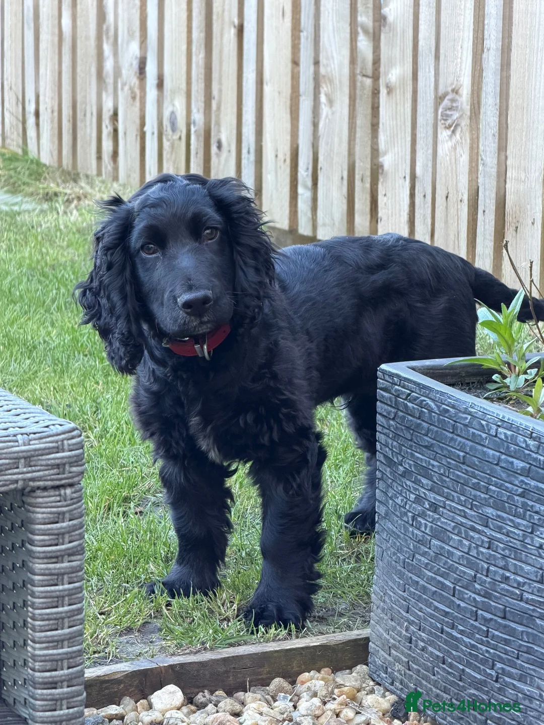 Cocker Spaniel dogs for sale: Jaxon - Advert 2