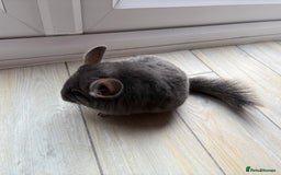 Chinchilla rodents for sale: Pair of Young Female Chinchillas - Image 4