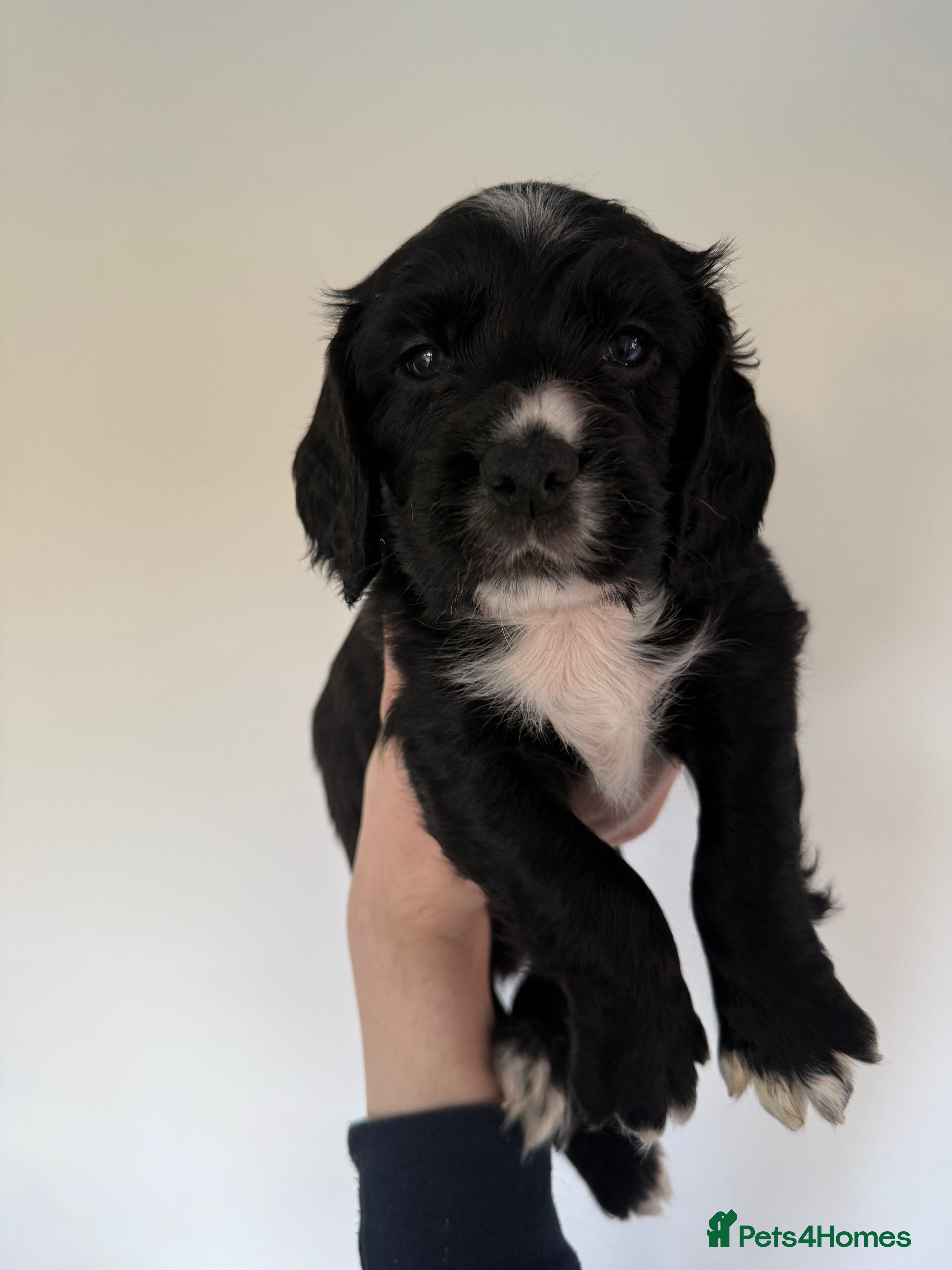 Sprocker dogs Sprocker spaniel puppies - Advert 13