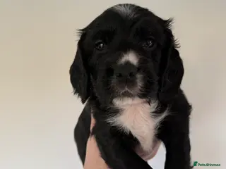 Sprocker dogs Sprocker spaniel puppies - Advert 13