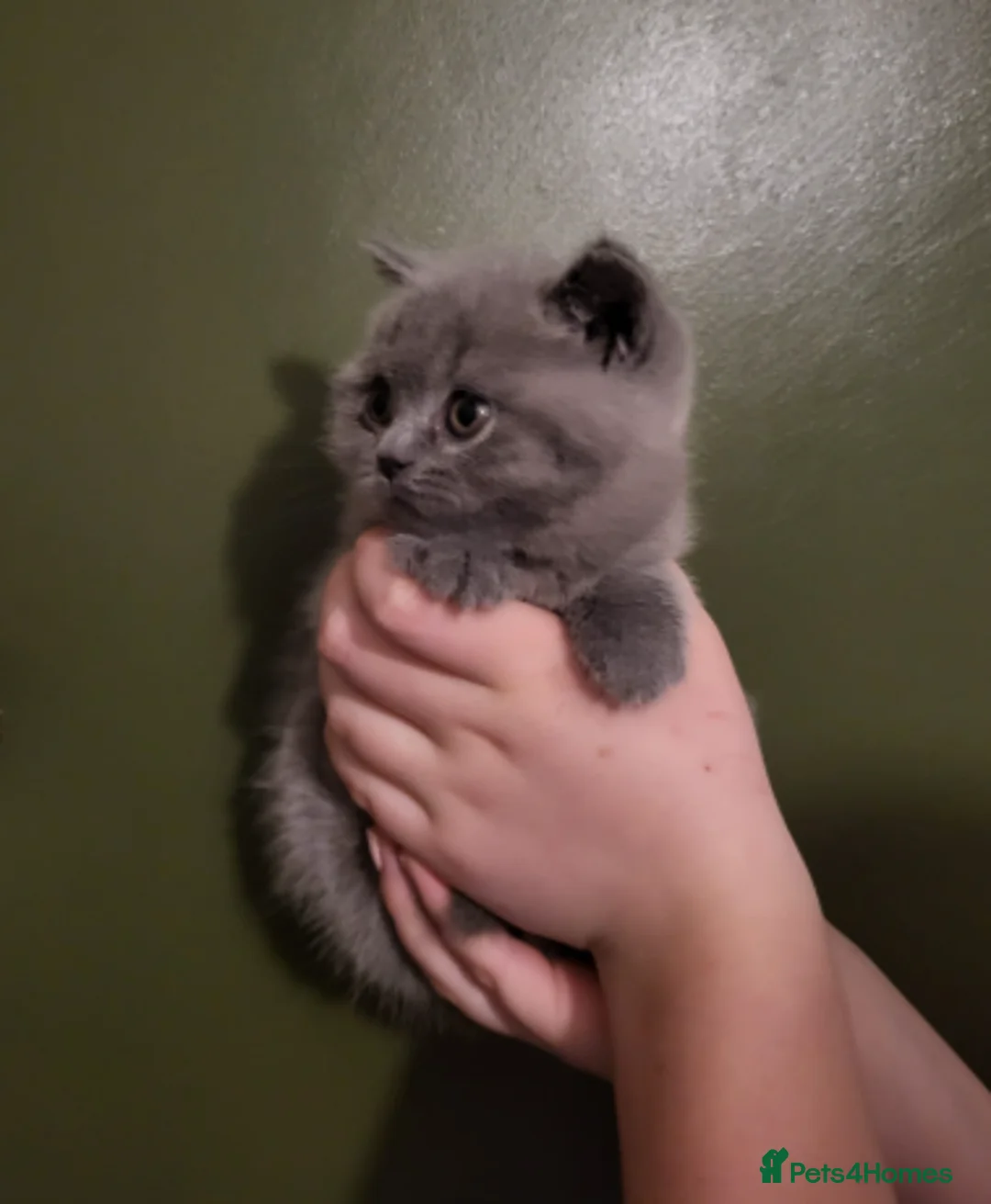 British Shorthair cats for sale: Proven ACTIVE registered British Blue - Alfonso - Advert 7