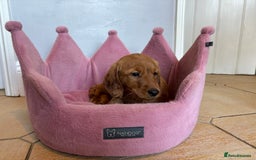 Labradoodle dogs for sale: ⭐️⭐️ Stunning F1 Miniature Labradoodles ⭐️⭐️ - Advert 6