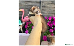Ferret rodents for sale: Micro ferret female - Image 1