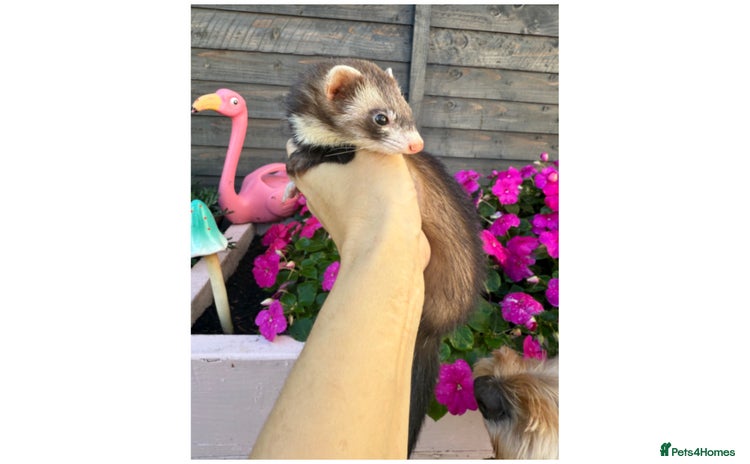 Ferret rodents - Advert 2