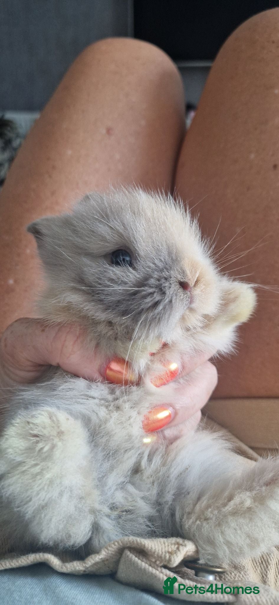 Mini Lion Lop rabbits Stunning lionlop baby rabbits *READY NOW* - Advert 18