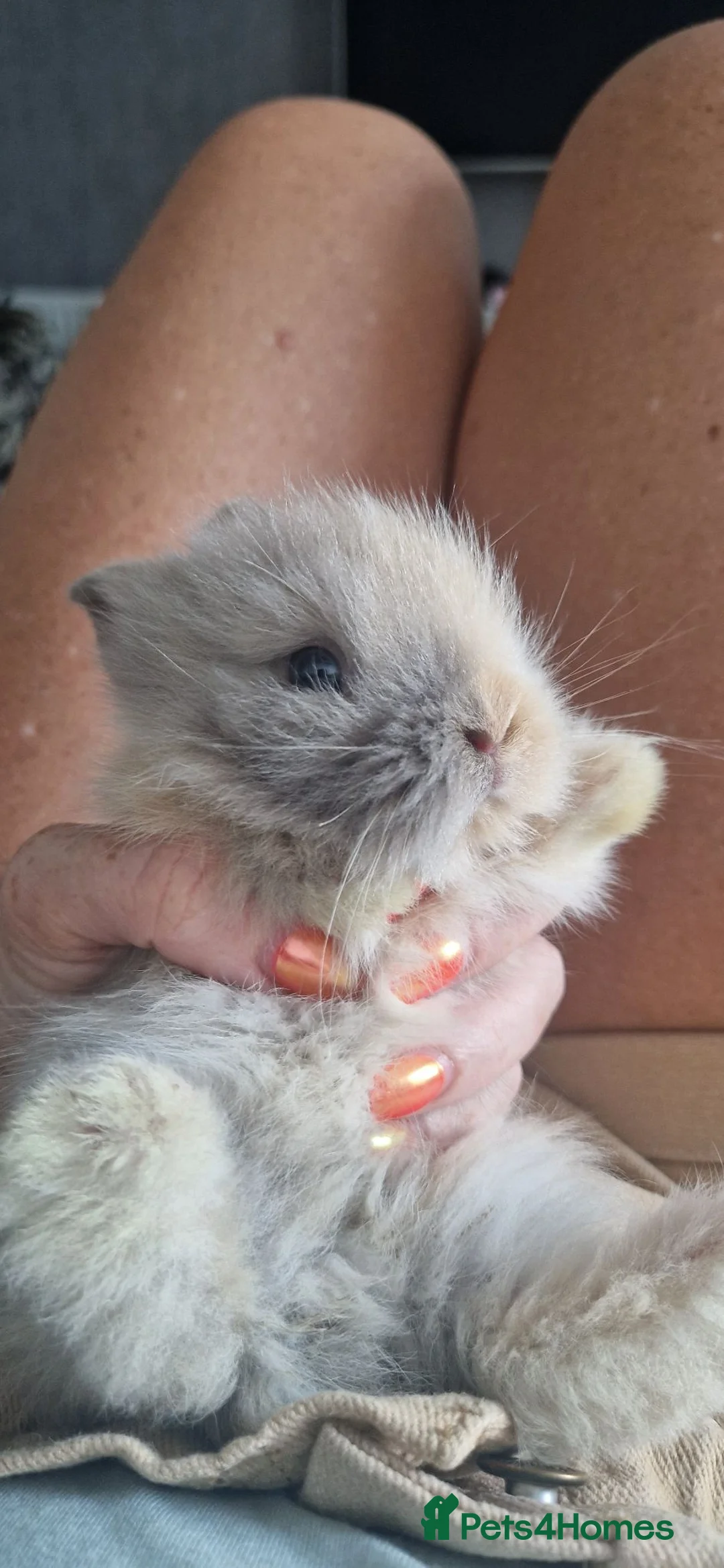 Mini Lion Lop rabbits for sale: Stunning lionlop baby rabbits *READY NOW* - Advert 1
