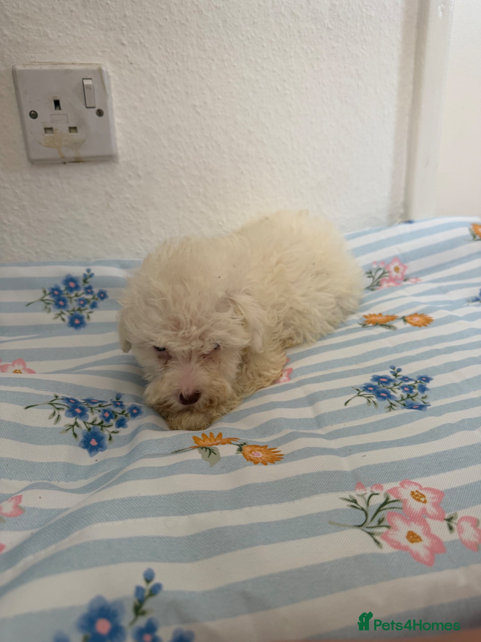 Maltipoo dogs for sale: (3 left) Stunning toy Maltipoo Puppies  - Advert 6