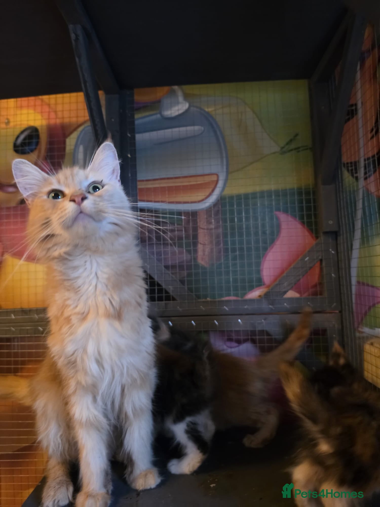 Maine Coon cats Exceptional maine coon kittens - Advert 1
