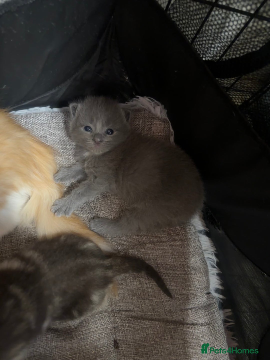 Domestic Shorthair cats for sale: Grey Kittens - Image 14