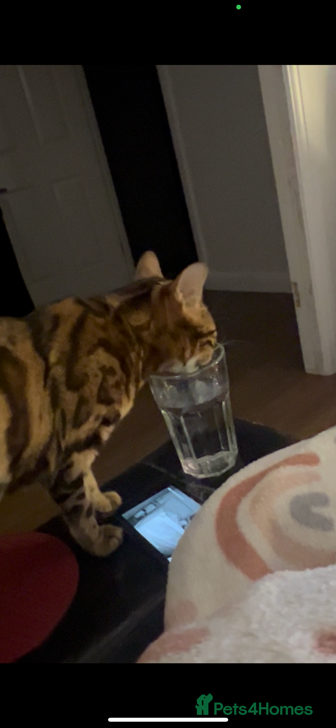 Bengal cats for sale: Indoor Female Bengal (Queen) –Spayed/Vaccinated - Advert 7