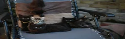 Mixed Breed cats for sale: Fluffy Adorable Kittens - Advert 11