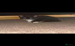 British Longhair cats for sale: Long haired kittens  - Image 3