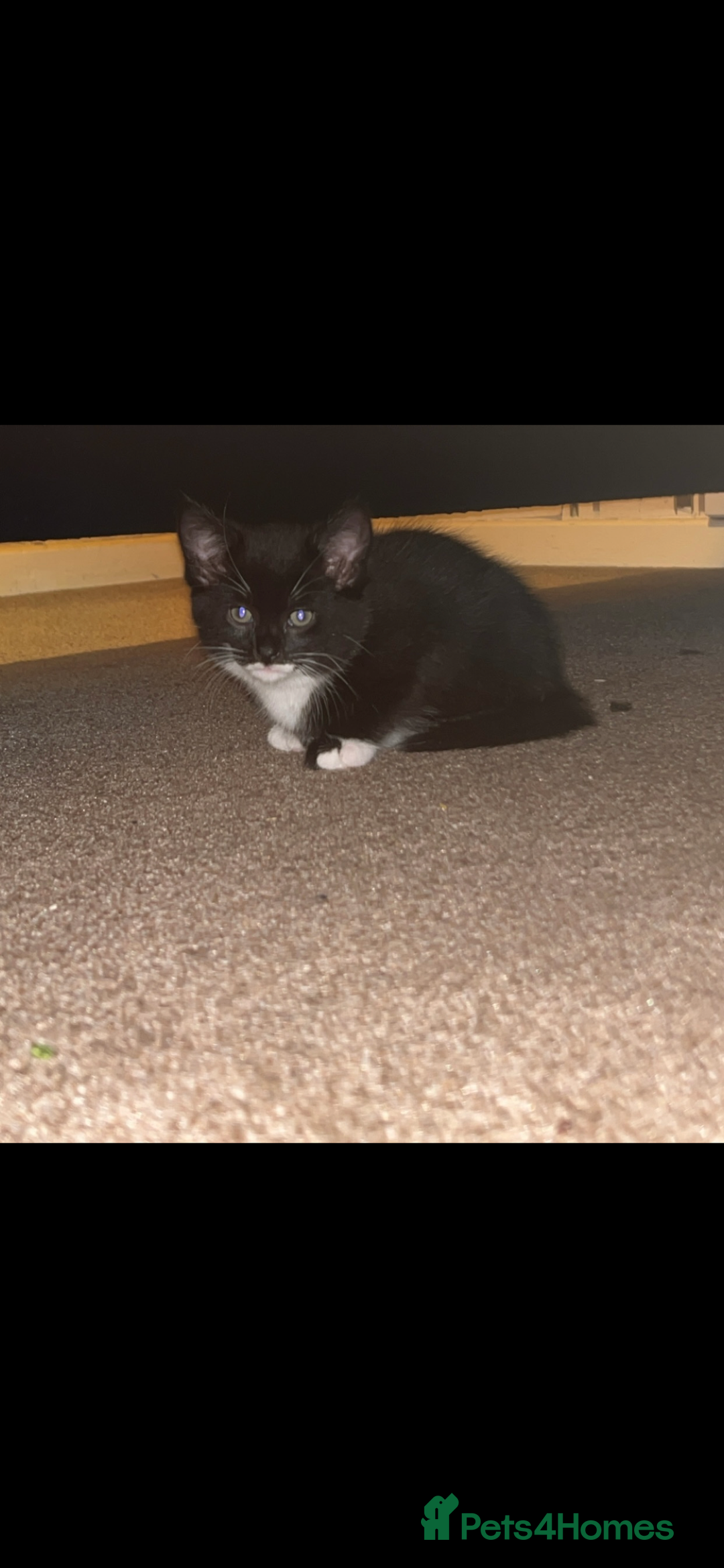 British Longhair cats for sale: Long haired kittens  - Image 3