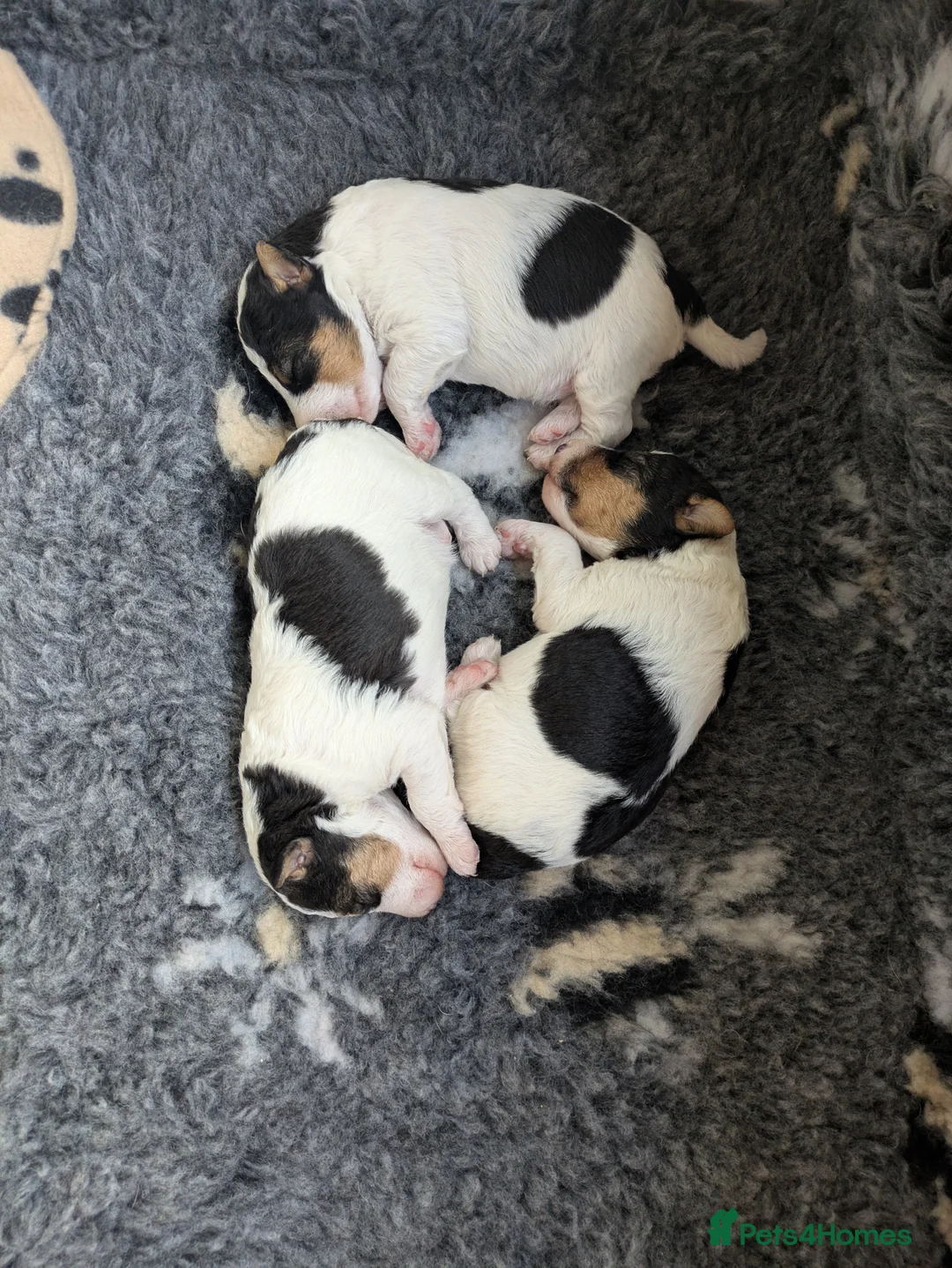 Fox Terrier dogs for sale: Beautiful KC litter of ( 3 boys )  in Wisbech - Advert 23