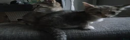 Mixed Breed cats for sale: 3 little girl  - Advert 16