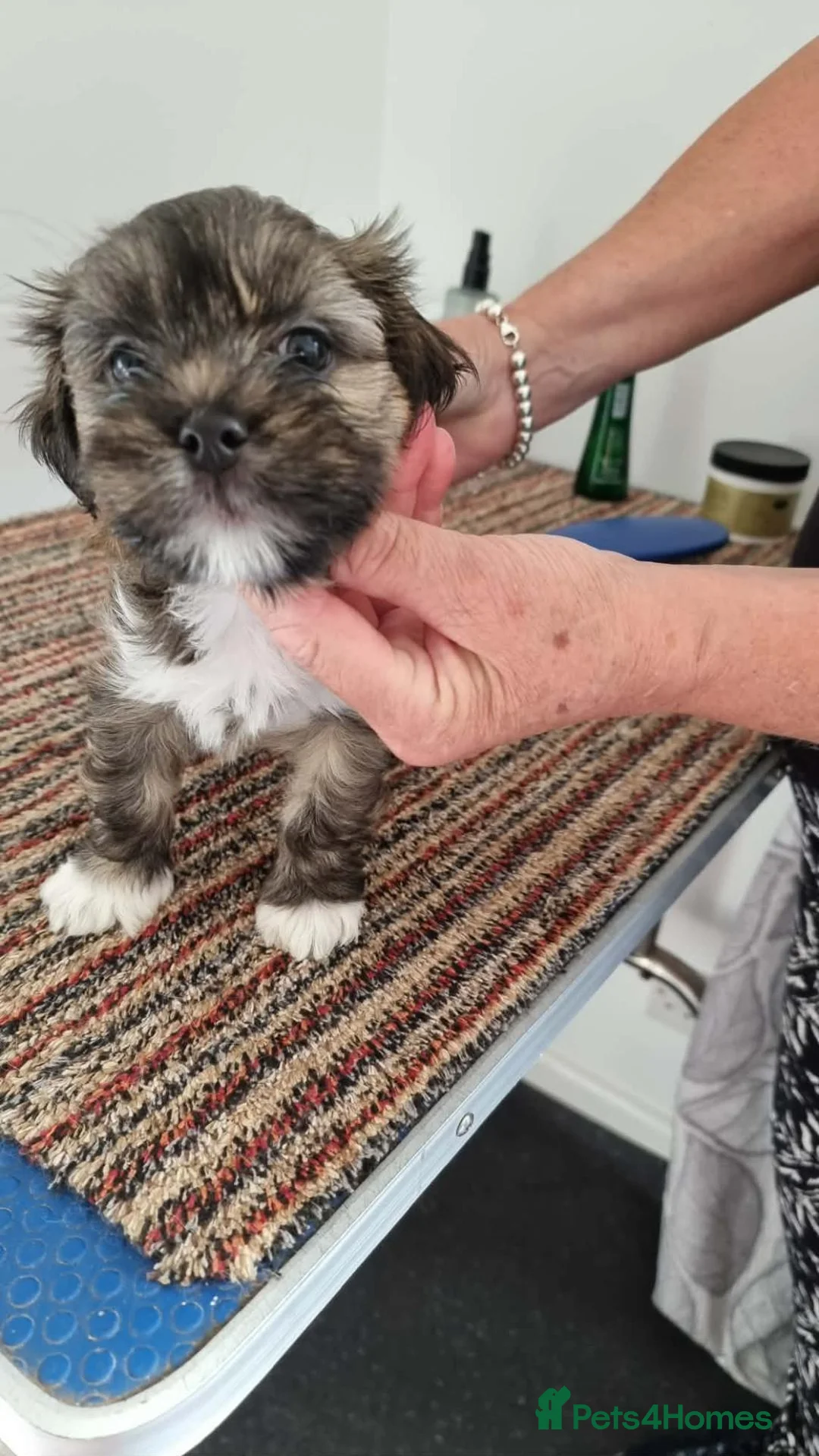 Lhasa Apso dogs for sale: Beautiful lhasa apso puppies  in Hereford - Advert 2
